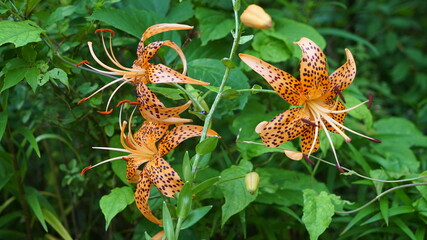 Tiger lily flower in the garden