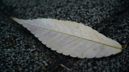 Autumn fallen leaves on asphalt
