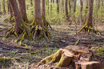 forest landscape, in the photo the morning sun illuminates old trees and large roots of trees covered with moss