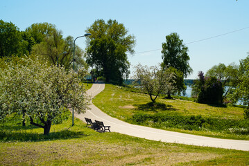 road in the park, photo of the park in summer, road, trees and river