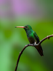 Rufous-tailed Hummingbird on tree branch, portrait on green background