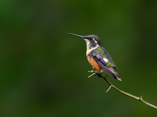 White-bellied Woodstar Hummingbird on tree branch, portrait on green background