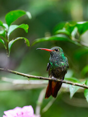 Rufous-tailed Hummingbird on tree branch, portrait on green background