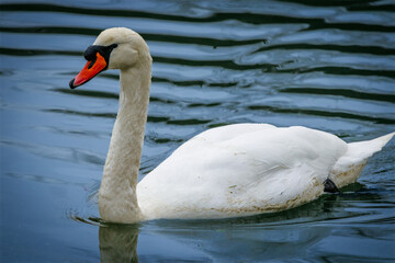 white swan on the lake