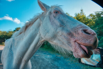 Wild Horse, Wild Horses, Beach and Wilderness...