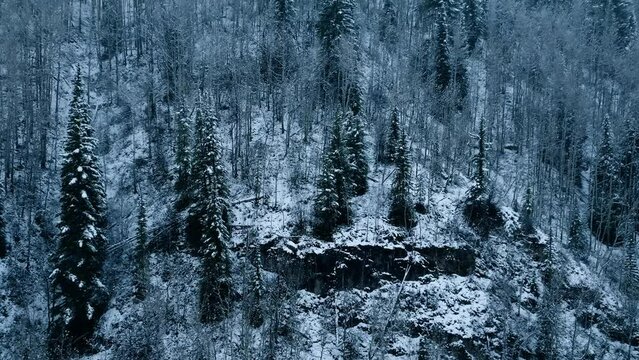 Fog in the trees with snow, rotation, Winter Mountains, Vail Colorado Video 4K