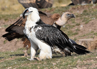 Fototapeta premium a big bearded vulture in spain