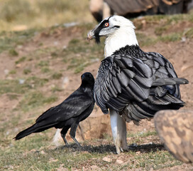 a big bearded vulture in spain