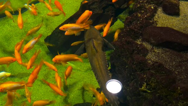 Quiet life in the aquarium. Orange cichlids with catfish swim leisurely in the aquarium.