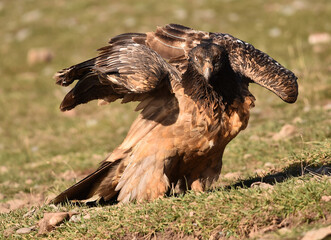 a big bearded vulture in spain