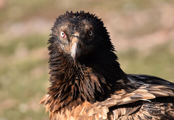 a big bearded vulture in spain - obrazy, fototapety, plakaty