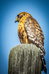Red Tailed Hawk in Summerville SC