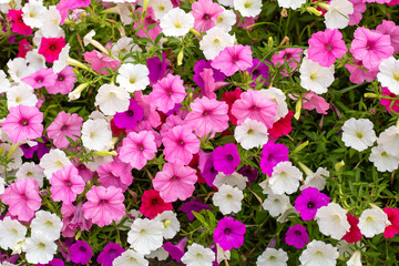 Petunia, petunias mixed colors. Colorful common garden petunias. Family name Solanaceae, scientific name Petunia. Petunias floral background.Close-up - obrazy, fototapety, plakaty