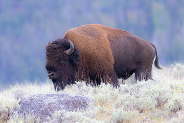 Male Bison, seen in the wild in Wyoming