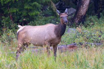 Naklejka na ściany i meble Female Roosevelt elk (Olympic elk / wapiti) , seen in the wild in Wyoming