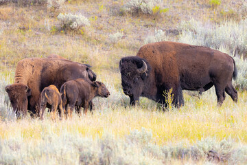 Family of bisons (male, female, young ones), seen in the wild in Wyoming