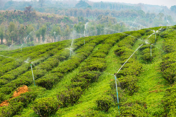 Many water sprinklers,feeding a large Tea Plantation,Mae Chan District,Chiang Rai Province,northern Thailand.