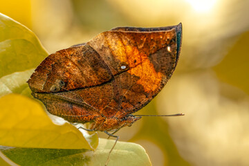 Obraz premium Dead leaf butterfly , Kallima inachus, aka Indian leafwing, standing wings folded on a bamboo branch, dead leaf imitation.