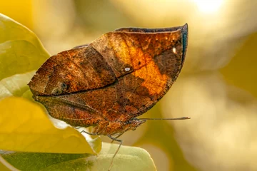 Tuinposter Dead leaf butterfly , Kallima inachus, aka Indian leafwing, standing wings folded on a bamboo branch, dead leaf imitation. © blackdiamond67