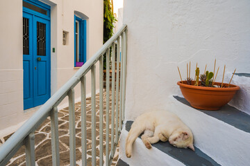 White cat sleeping on steps of typical Greek white houses in Plaka village, Milos island, Cyclades,...