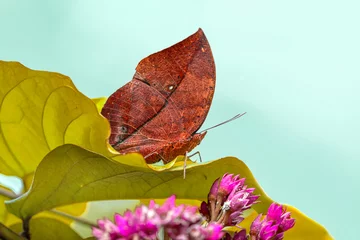 Foto op Plexiglas Dead leaf butterfly , Kallima inachus, aka Indian leafwing, standing wings folded on a bamboo branch, dead leaf imitation. © blackdiamond67