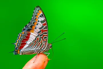 Foto auf Leinwand Beautiful Closeup butterfly at your fingertips in a summer garden © blackdiamond67