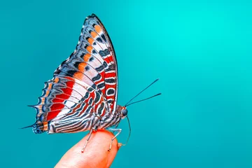 Foto op Plexiglas Beautiful Closeup butterfly at your fingertips in a summer garden © blackdiamond67