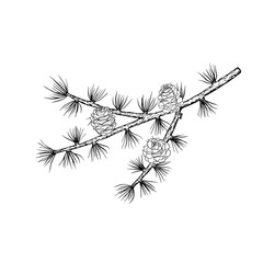 Spruce branch with cones. Pine, fir, cedar wood. Coniferous tree. Outline drawing. Hand drawn vector illustration. Design element. For coloring, cards, printing, packaging, invitations, business cards