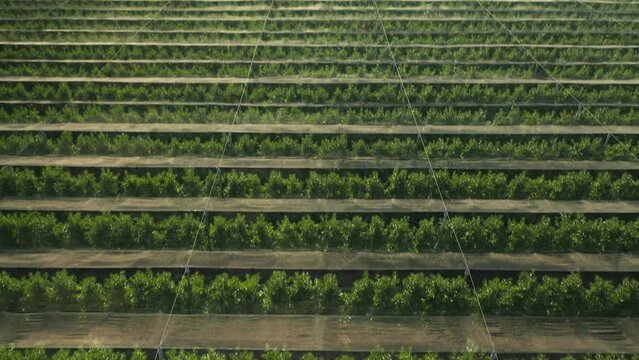 Vast apple orchard unfolds featuring rows of fruitless trees. Apple trees in growing phase against landscape of vibrant green hills