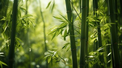 Naklejka premium Green Bamboo Forest with Sunlight