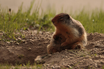 Ground Squirrel Sitting on the Ground