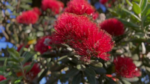 Aerial: Pohutukawa trees in flower, Onehunga,  Auckland, New Zealand