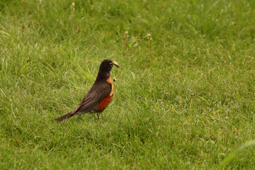 Robin with a Meal