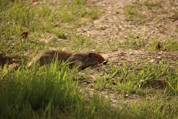Squirrel Sniffing Food