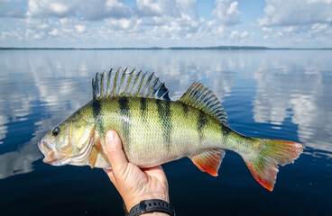 Big lake perch - fishing trophy - 692238882