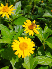 Flores Amarelas com uma abelha