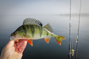 European lake perch - fishing trophy - 692239420