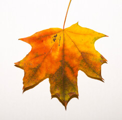 One autumn multicolored maple leaf on a white background.