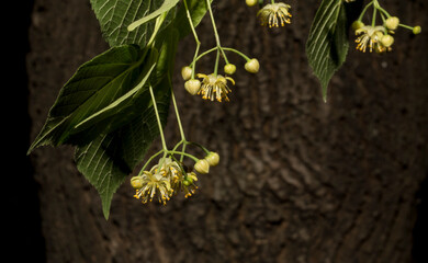 A sprig of linden tree. Spring flowering of a medicinal plant.