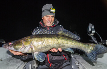 Big zander from night fishing session