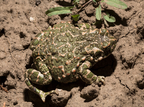 European green toad. Bufotes viridis. An amphibian sits on the ground.