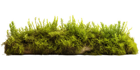 Green moss growing on the ground isolated on transparent background. Generative AI - obrazy, fototapety, plakaty