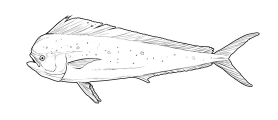Mahi mahi or dolphin fish on white Sketch line art doodle. Fish side view. - 692241041