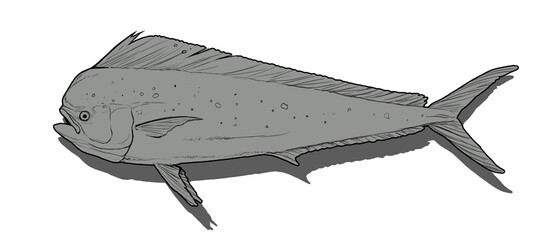 Mahi mahi or dolphin fish on white Sketch line art doodle. Fish side view. - 692241042