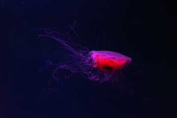 Fluorescent jellyfish swimming underwater aquarium pool with red neon light. The Lion's mane jellyfish, Cyanea capillata also known as giant jellyfish, arctic red jellyfish, hair jelly - obrazy, fototapety, plakaty