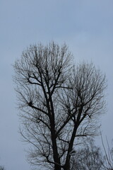 Grafika drzew i krzewów zima 