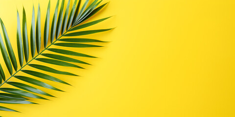 palm leaves background, Beautiful palm leaf on colour background, Leaf of palm tree on yellow background, Tropical palm leaf on yellow background. summer concept, Simple Yellow Background Stock Photos