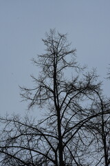 GAłęzie drzew bez liści, zima - obrazy, fototapety, plakaty