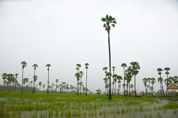 Paisaje de arroz inundado de agua con palmeras en época de lluvias en Tailandia.