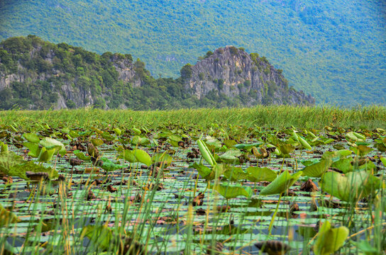 Inmenso paisaje de nenúfares en un lago de ensueño en Tailandia.